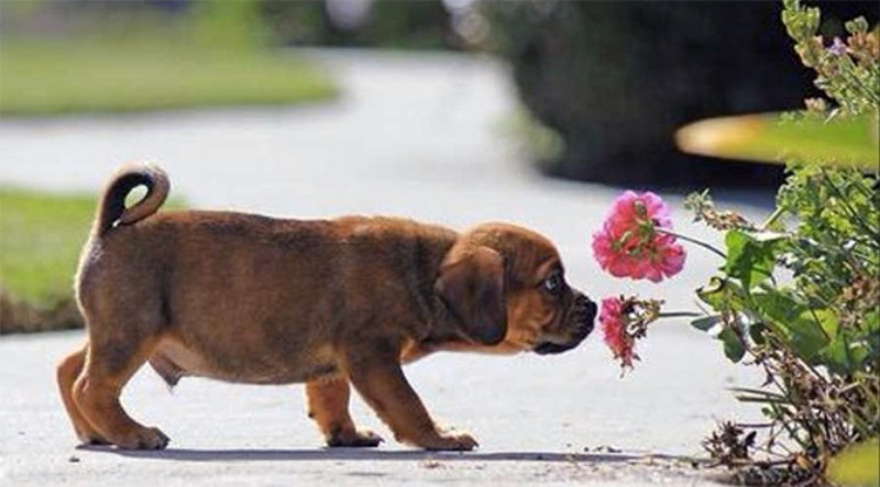 Animal Sniffing Flowers 23