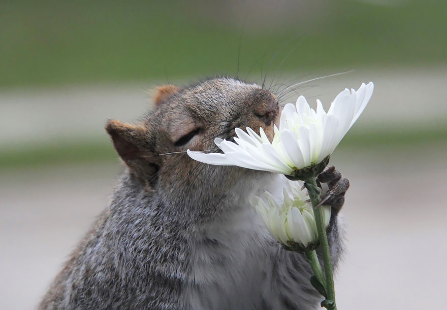 Animal Sniffing Flowers 25