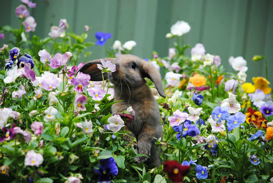 Animal Sniffing Flowers 26