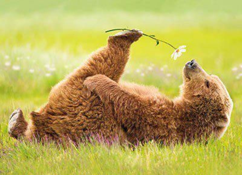 Animal Sniffing Flowers 4