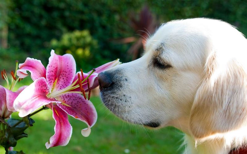 Animal Sniffing Flowers 5