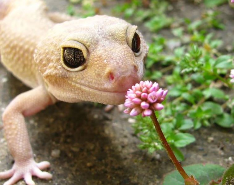 Animal Sniffing Flowers 8