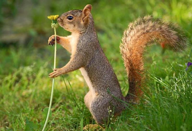 Animal Sniffing Flowers 9