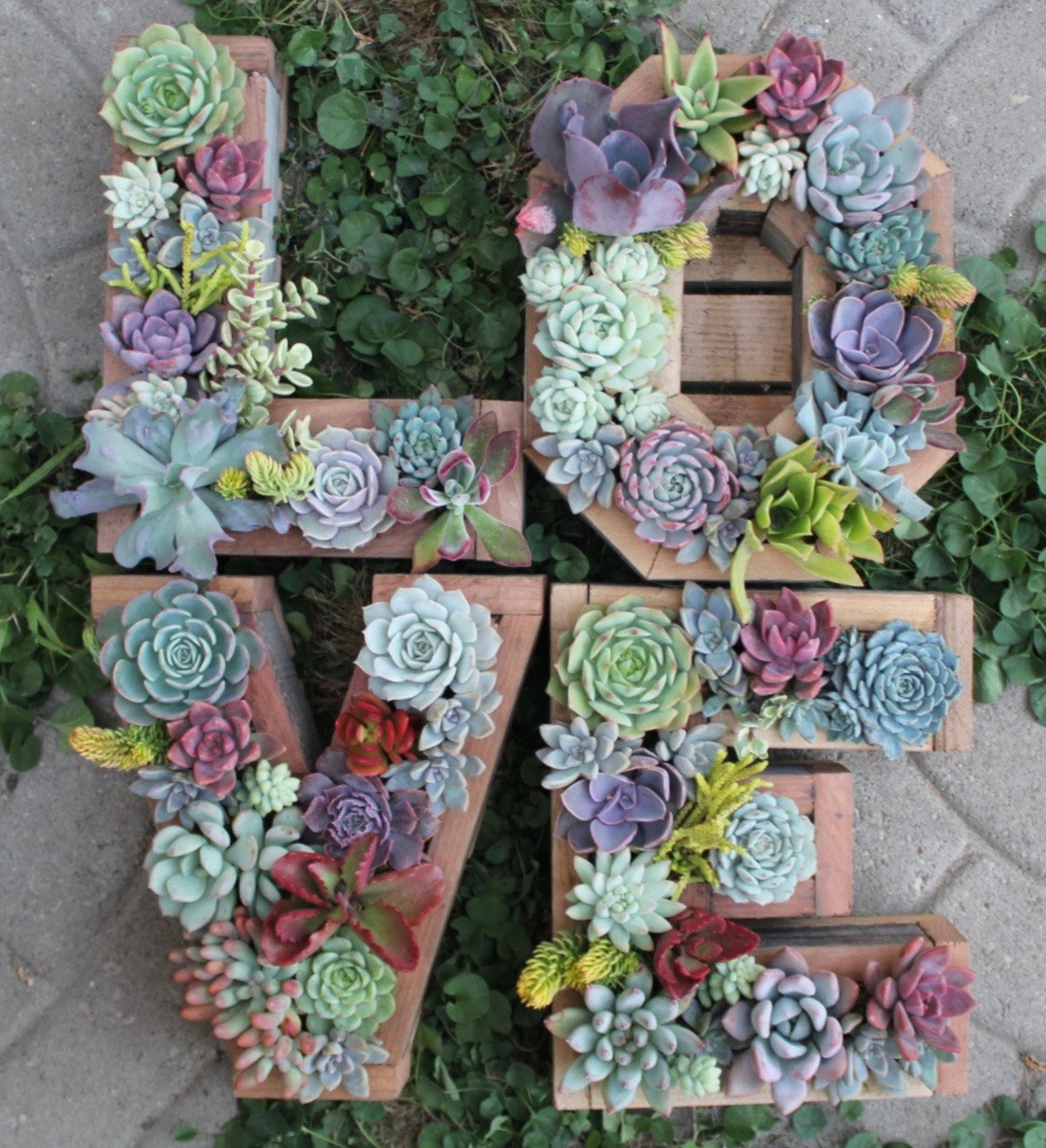 Succulent Garden 11