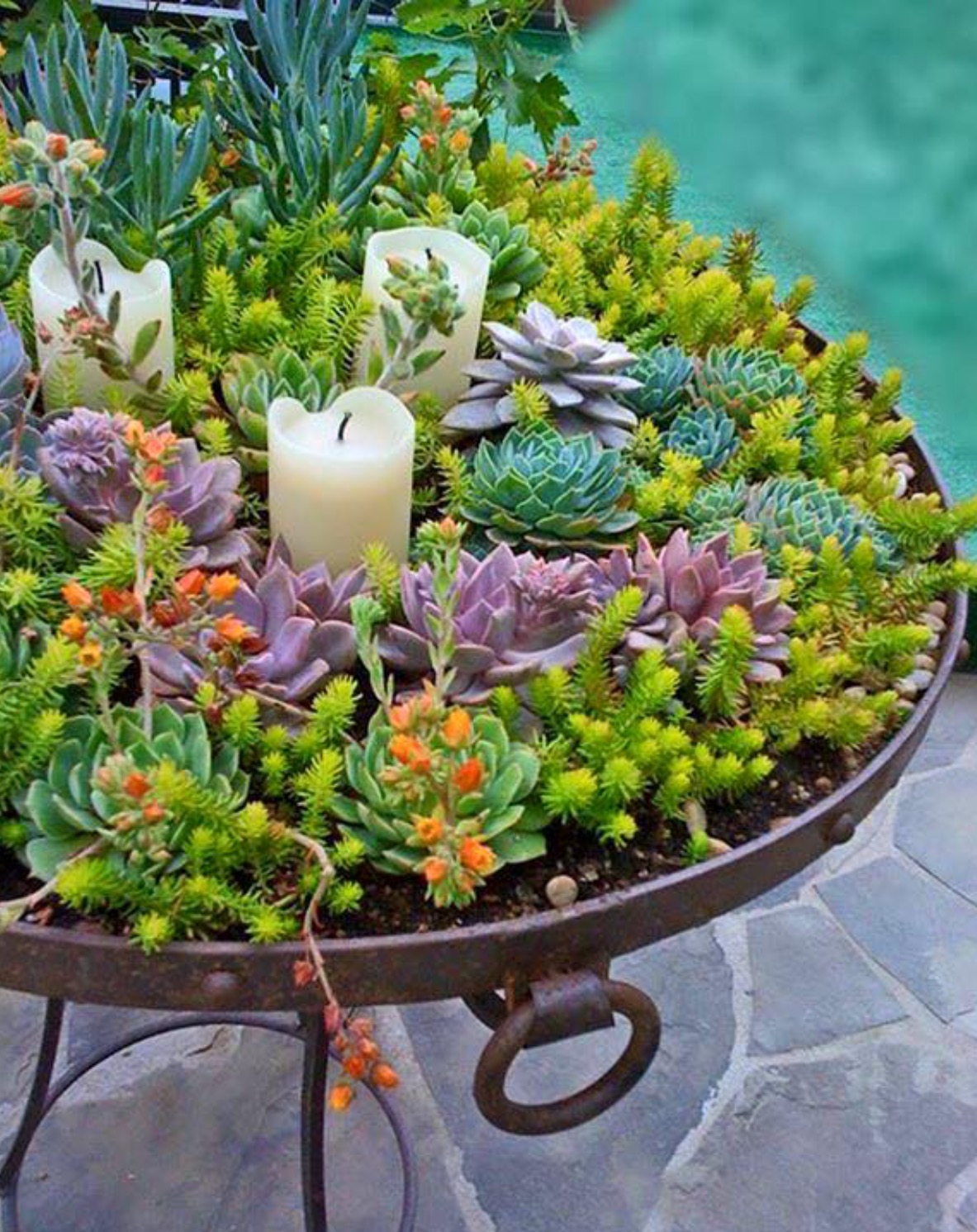 Succulent Garden 16