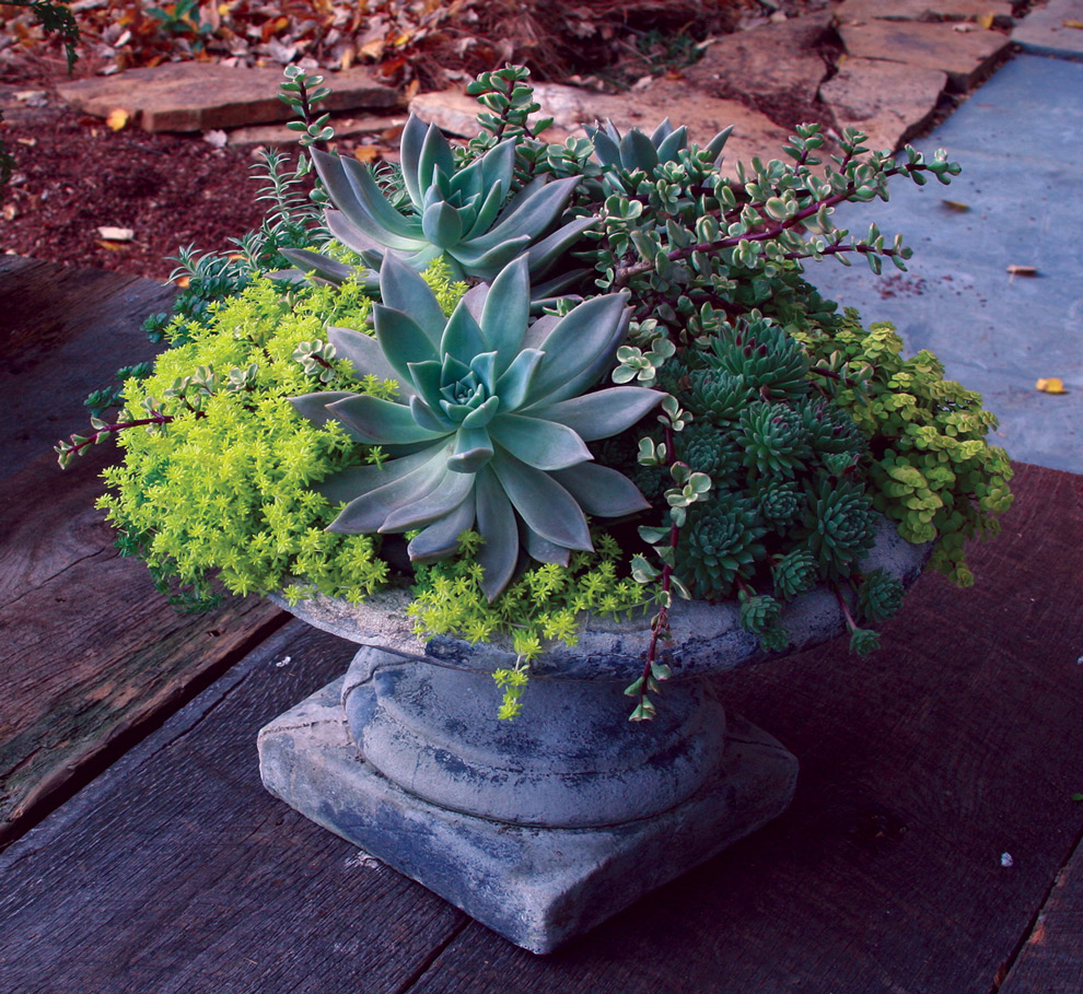 Succulent Garden 18