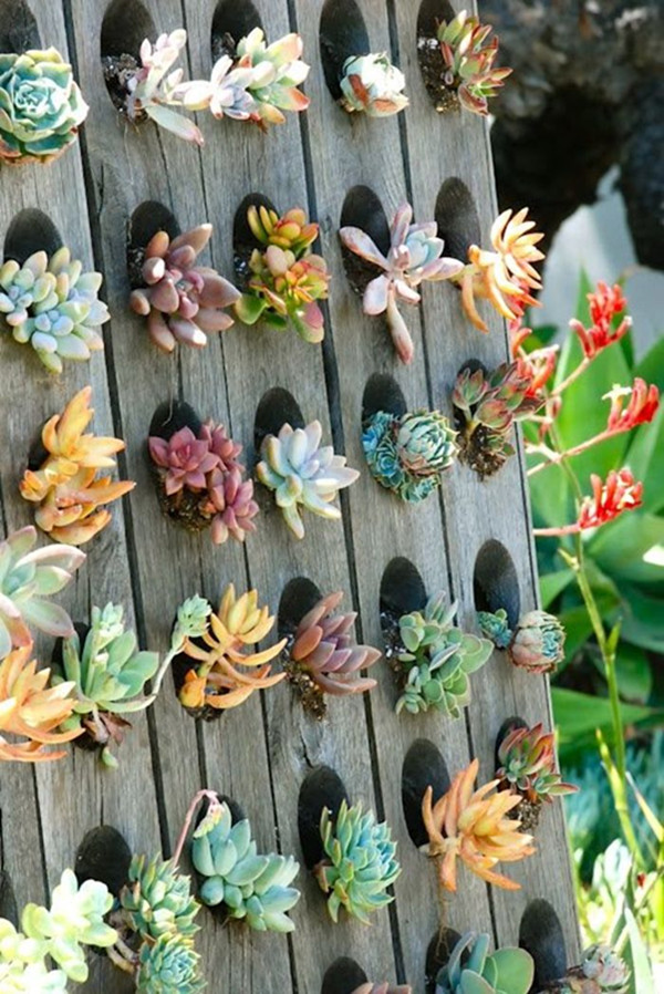 Succulent Garden 20