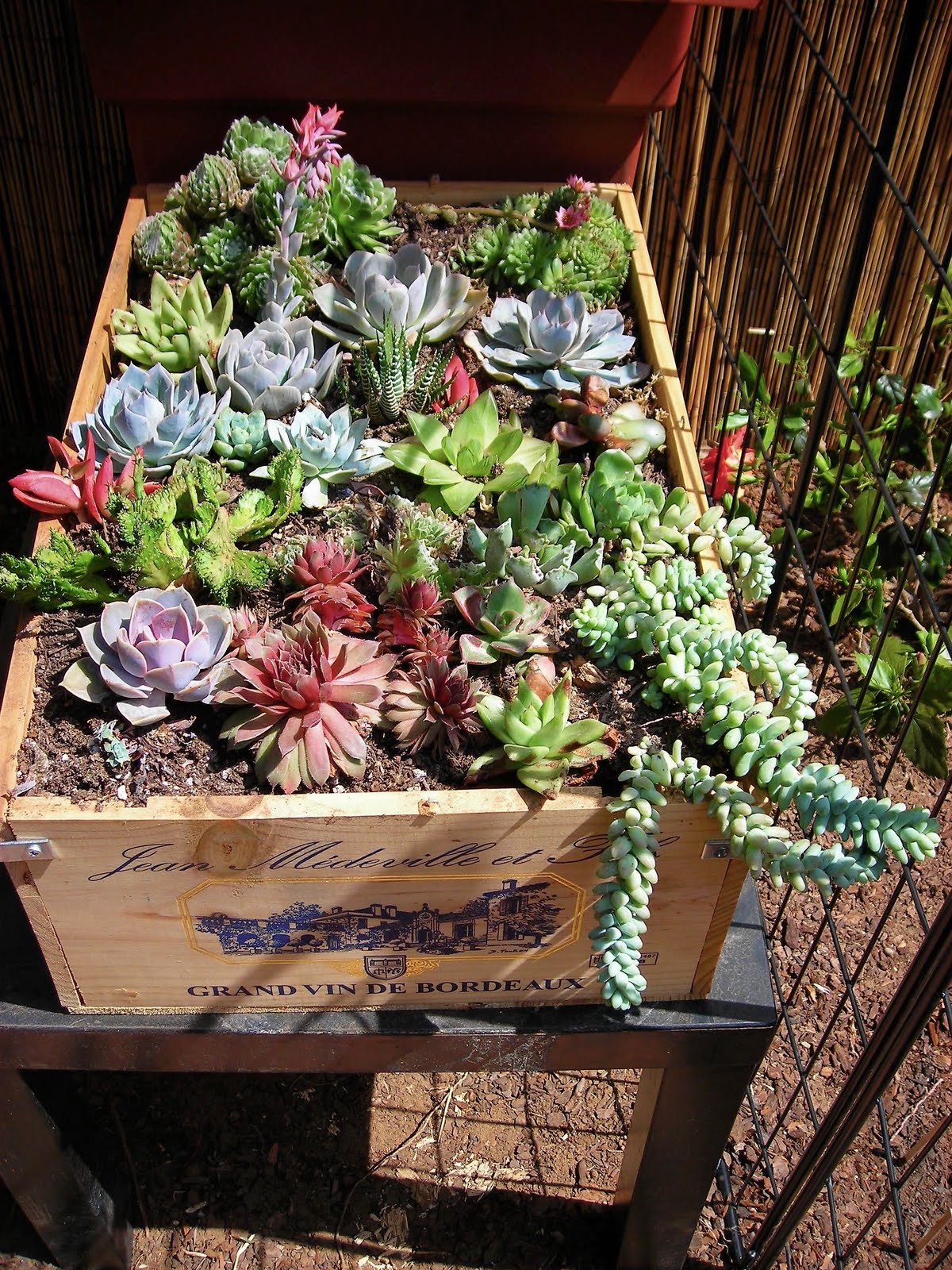 Succulent Garden 21