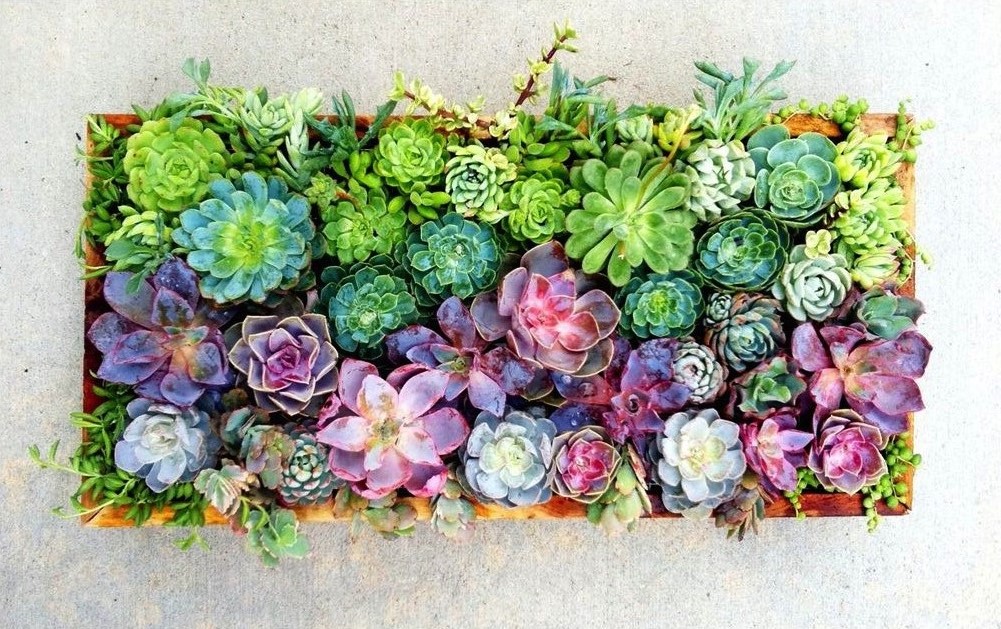 Succulent Garden 3