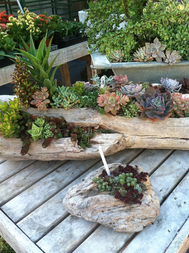 Succulent Garden 9