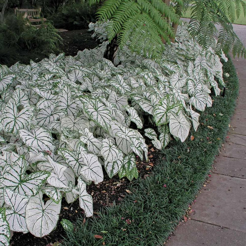 Caladium 6