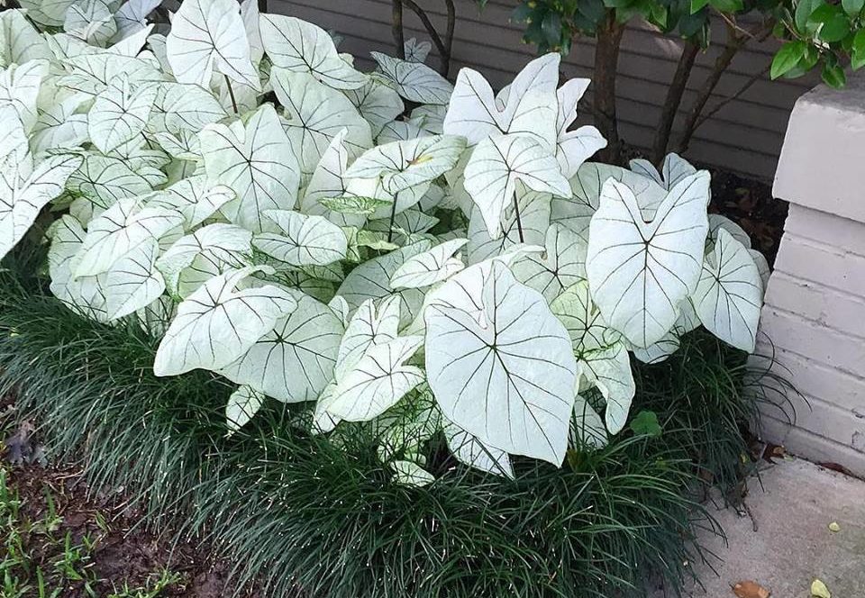 Caladium