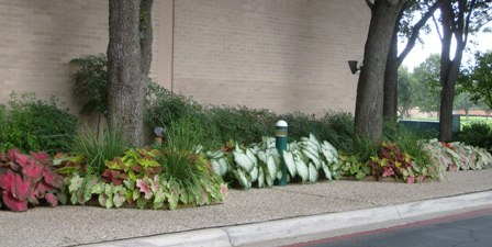 Caladium