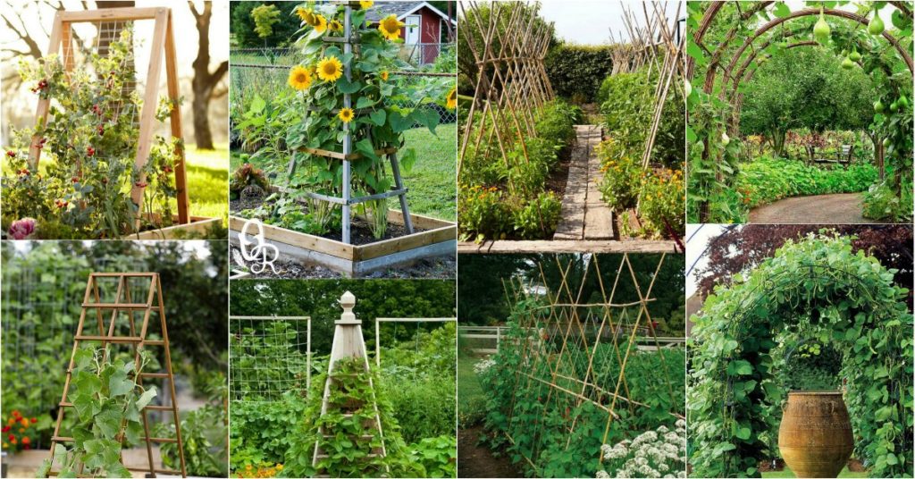 Trellis Structures Feat