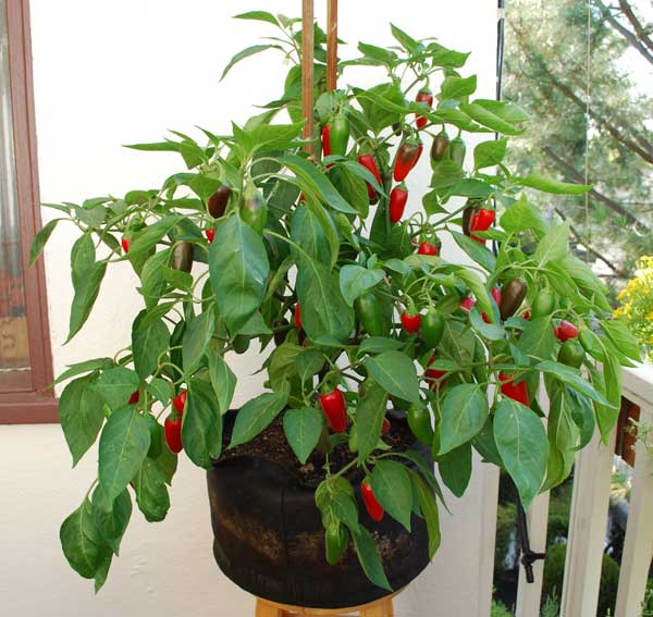 Bell Peppers in Pots 01