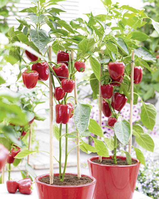 Bell Peppers in Pots 02