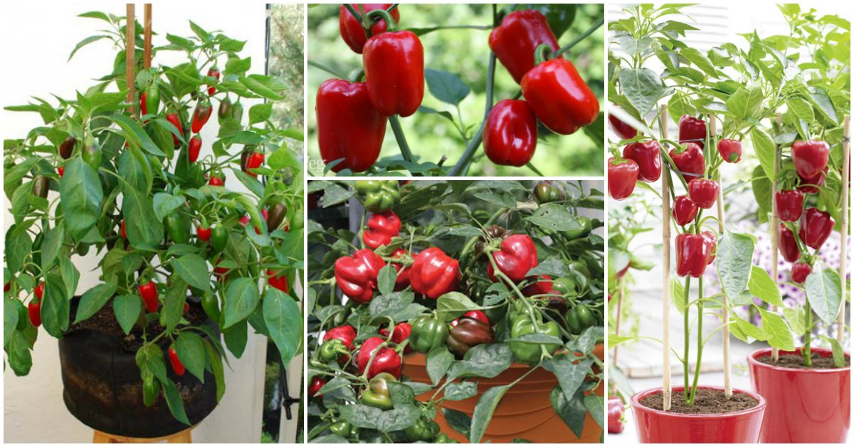 Bell Peppers in Pots Feat