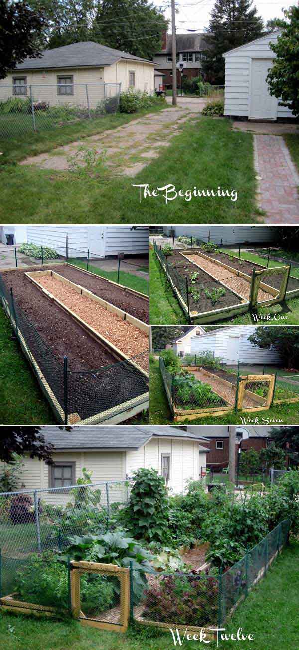 Grow Vegetable Garden 05