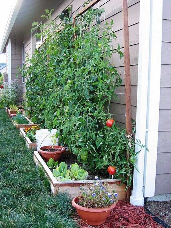 Grow Vegetable Garden 10