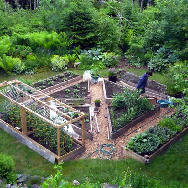 Grow Vegetable Garden 17