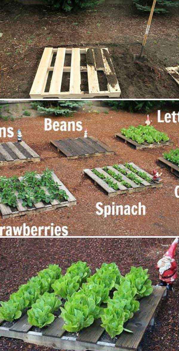 Grow Vegetable Garden 19
