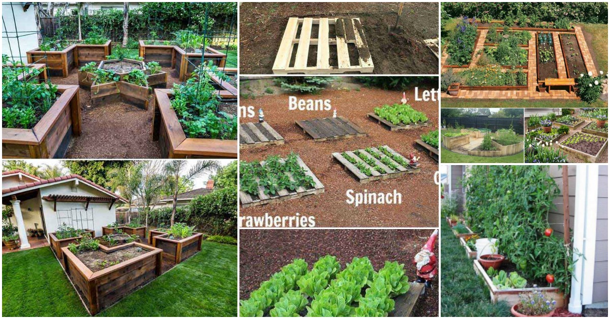 Grow Vegetable Garden Feat