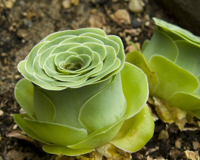 Rose Shaped Succulents 01