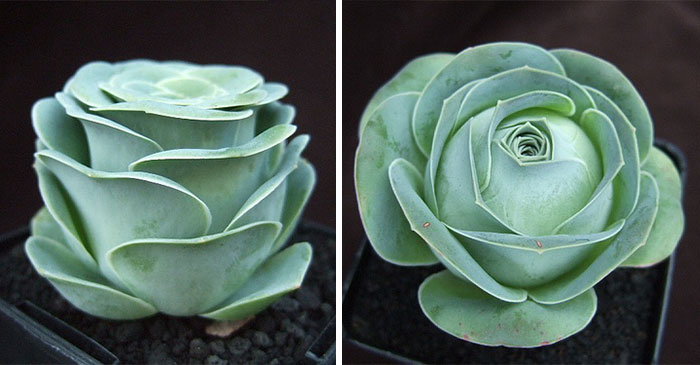 Rose Shaped Succulents 04