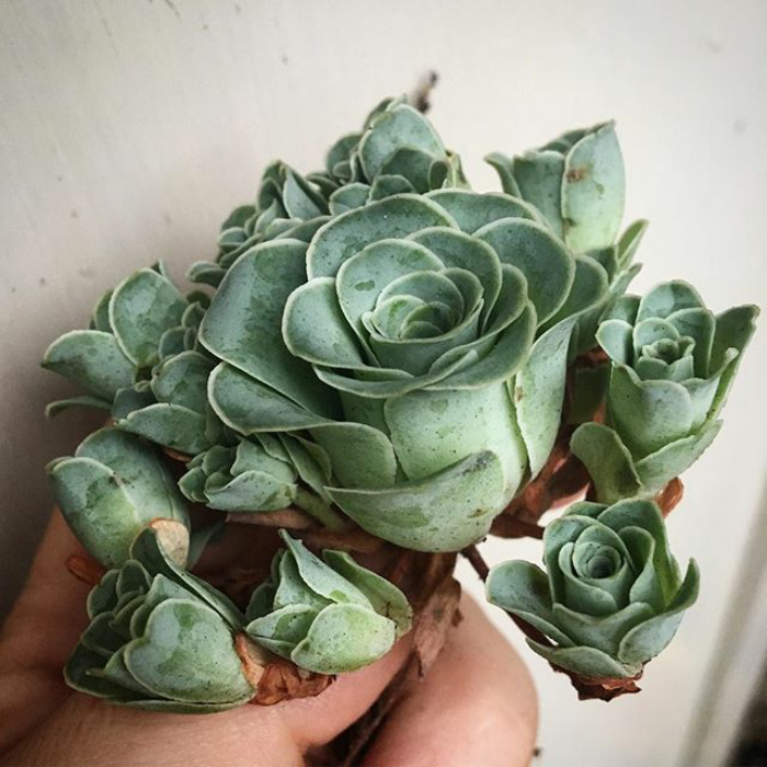 Rose Shaped Succulents 05