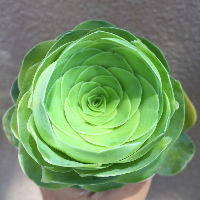 Rose Shaped Succulents 06