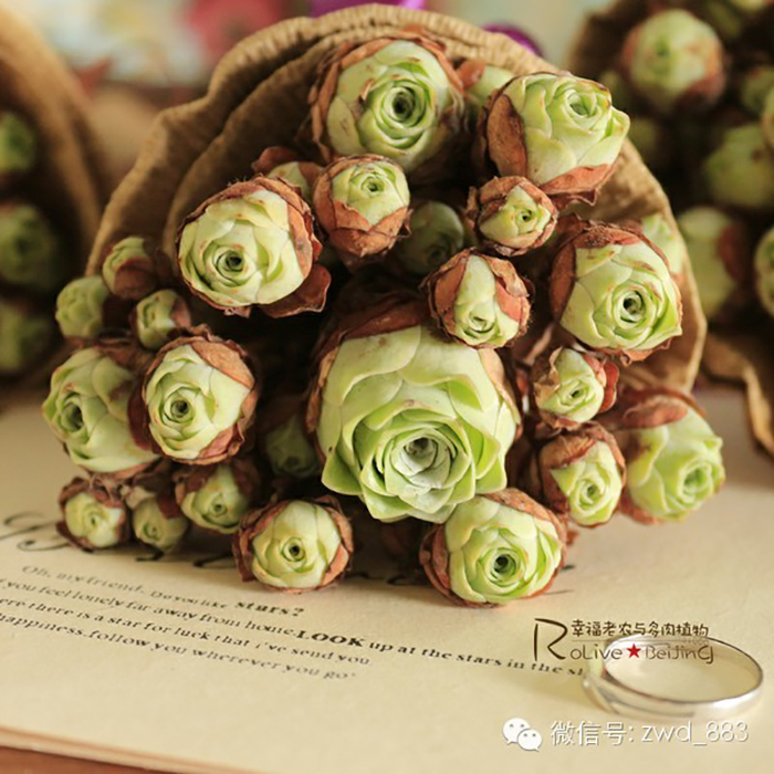 Rose Shaped Succulents 08