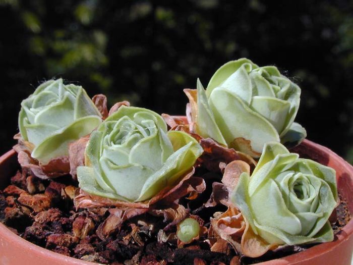 Rose Shaped Succulents 09