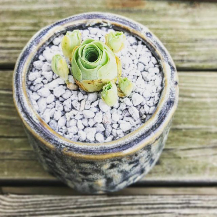 Rose Shaped Succulents 10