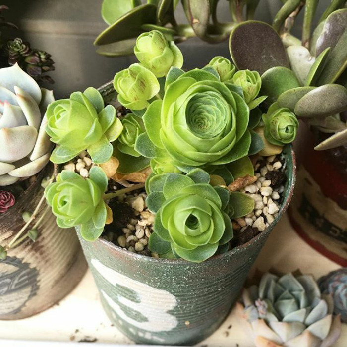 Rose Shaped Succulents 11