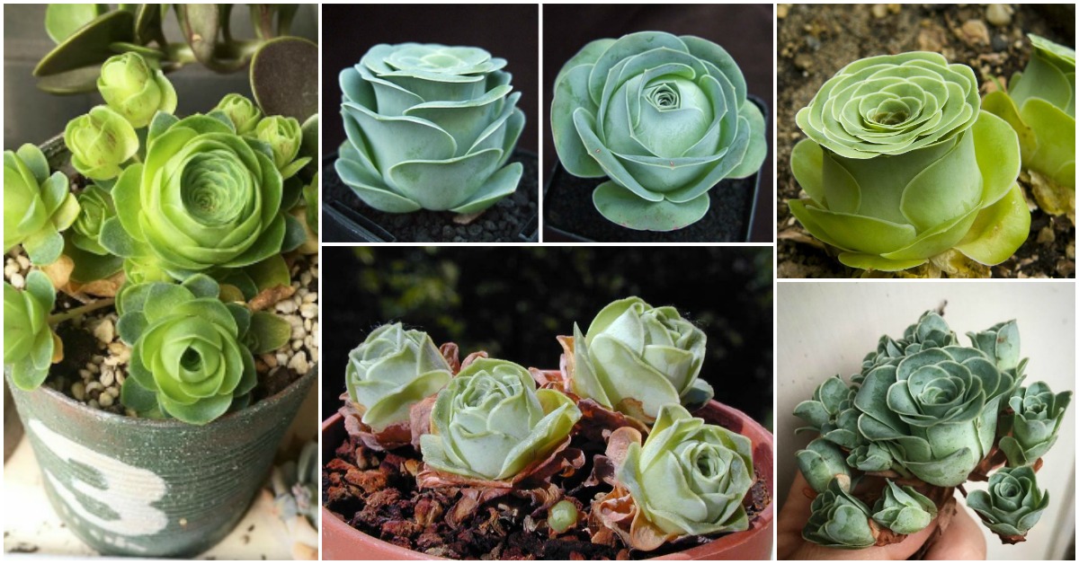 Rose Shaped Succulents Feat